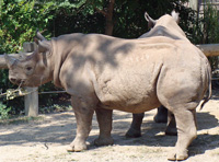 rhinoceros